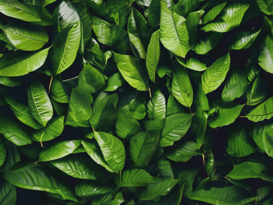 Feuilles de yerba maté, riches en antioxydants et en caféine naturelle, alternative au café