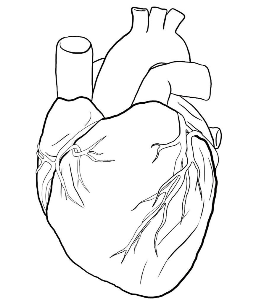 Illustration du coeur et du système cardiovasculaire_ Bienfaits de la course à pied à la ménopause