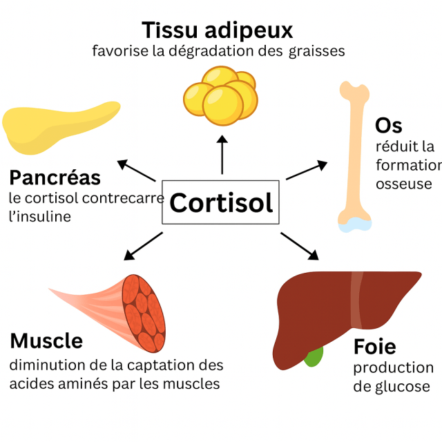 Infographie en français illustrant les effets d'un excès de cortisol sur le corps: prise de poids, troubles digestifs, fatigue, perte musculaire, fragilité osseuse et glycémie instable. Schéma avec des icônes des orgnes concernés